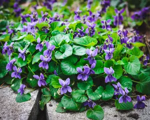 Wild Violets, Viola Sororia, Common Blue Violet Starter Bareroot