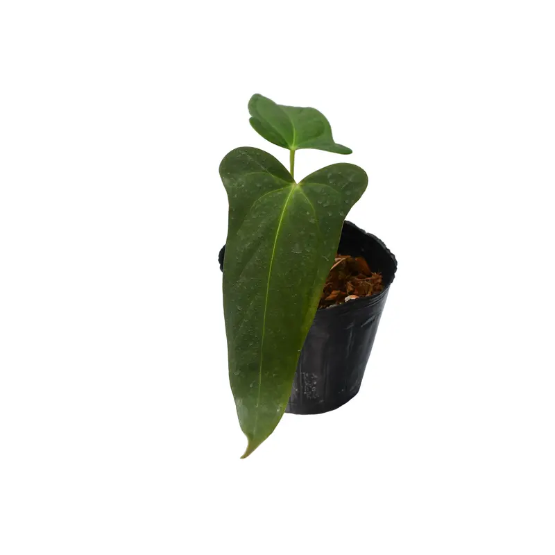 anthurium portillae x pap - TikTok Shop