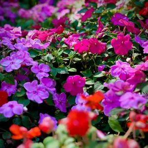 50PCS Balsam Flower Seeds – Traditional Garden Annual for Outdoor Landscapes and Flower Beds, Colorful Bloom Variety, Suitable for Home Planting, Seeds Only, Not Live Plants