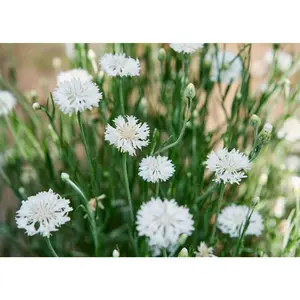 Tall White - Centaurea Seeds