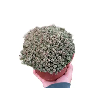 6” Crested Euphorbia monstrose Succulent Outdoor Sculpture