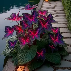 Perennial Plant Seeds – Shade Garden Foliage for Borders and Pots