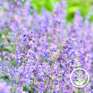 Catmint Seeds - Blue Moon