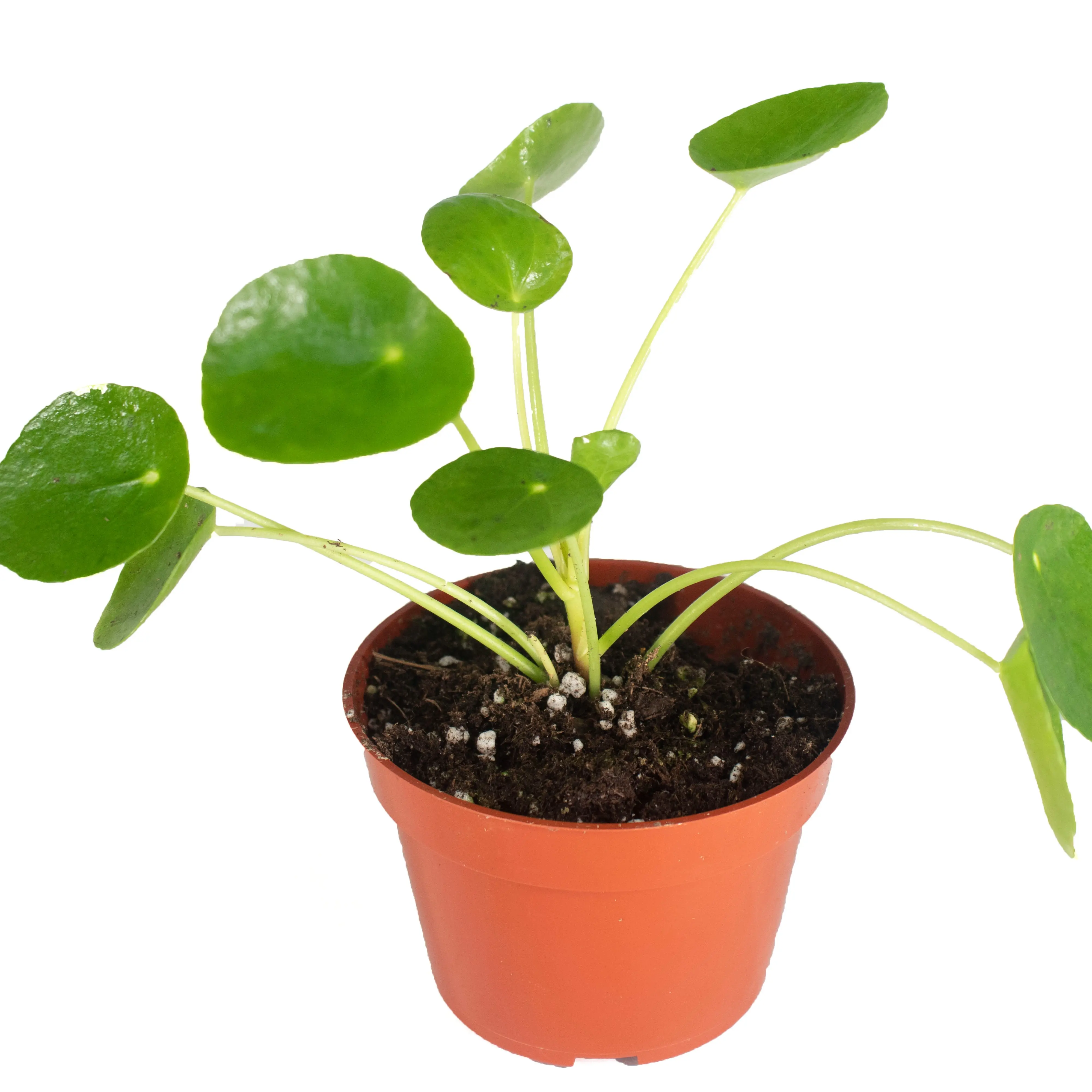 Chinese Money Plant (Pilea Peperomioides) - 4" from California Tropicals