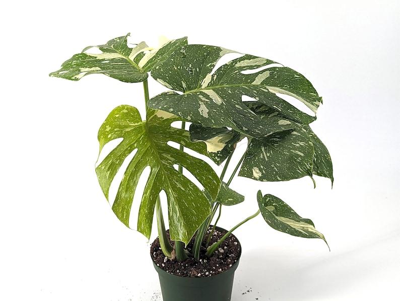 Monstera Thai Constellation - 4 inch, 6 inch, 8 inch Pots Live Tropical Aroid Plant - Perfect Houseplant Gift