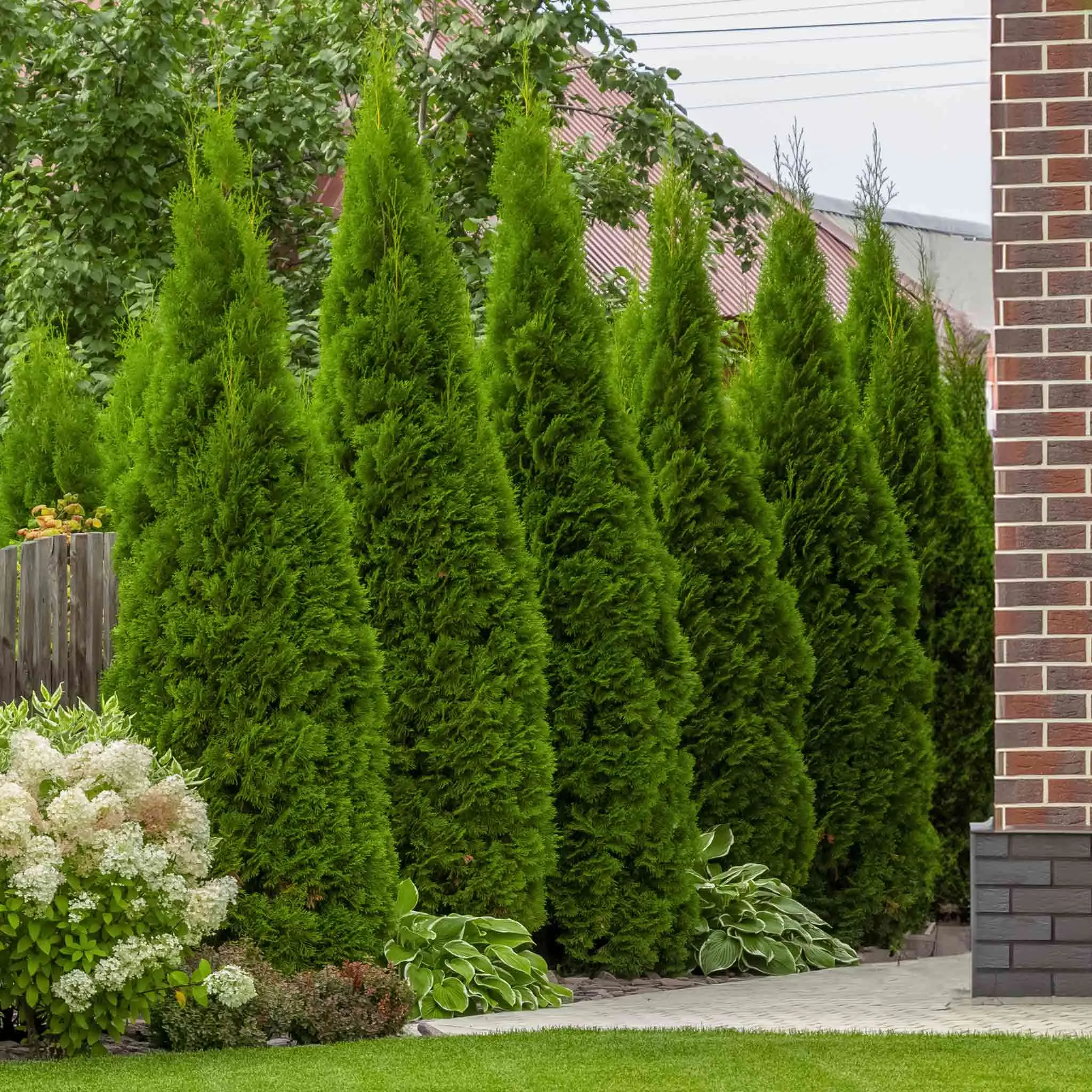 Junior Giant Thuja Tree | Compact Evergreen Privacy Tree | Live Arborvitae | Zones 5-9