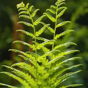 5 Fern Rhizomes - Ostrich Fern Plants Live - Live Fern Plants - Fern Ground Cover Plants Live - Fern Live Plants - No Ship To AK, HI and P.R.