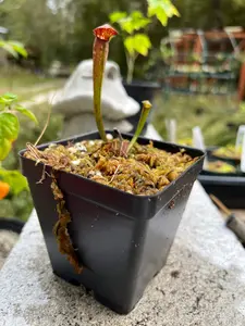 Sarracenia minor - Hooded pitcher plant