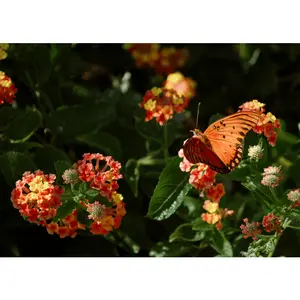 Texas Lantana