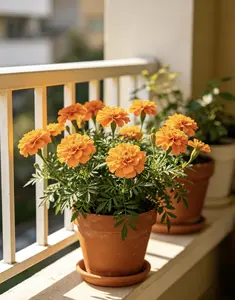 500 Pcs Mixed Marigold Seeds, USA Made, Non-GMO Heirloom Annual Flower, Easy Grow, Bright Orange & Yellow Blooms for Garden Border & Pest Repellent Landscape