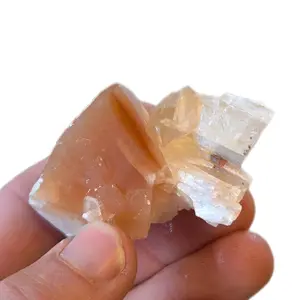 Monarch Butterfly small cluster