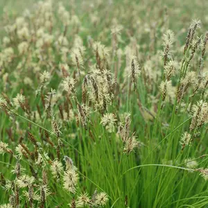 Pennsylvania Sedge Grass