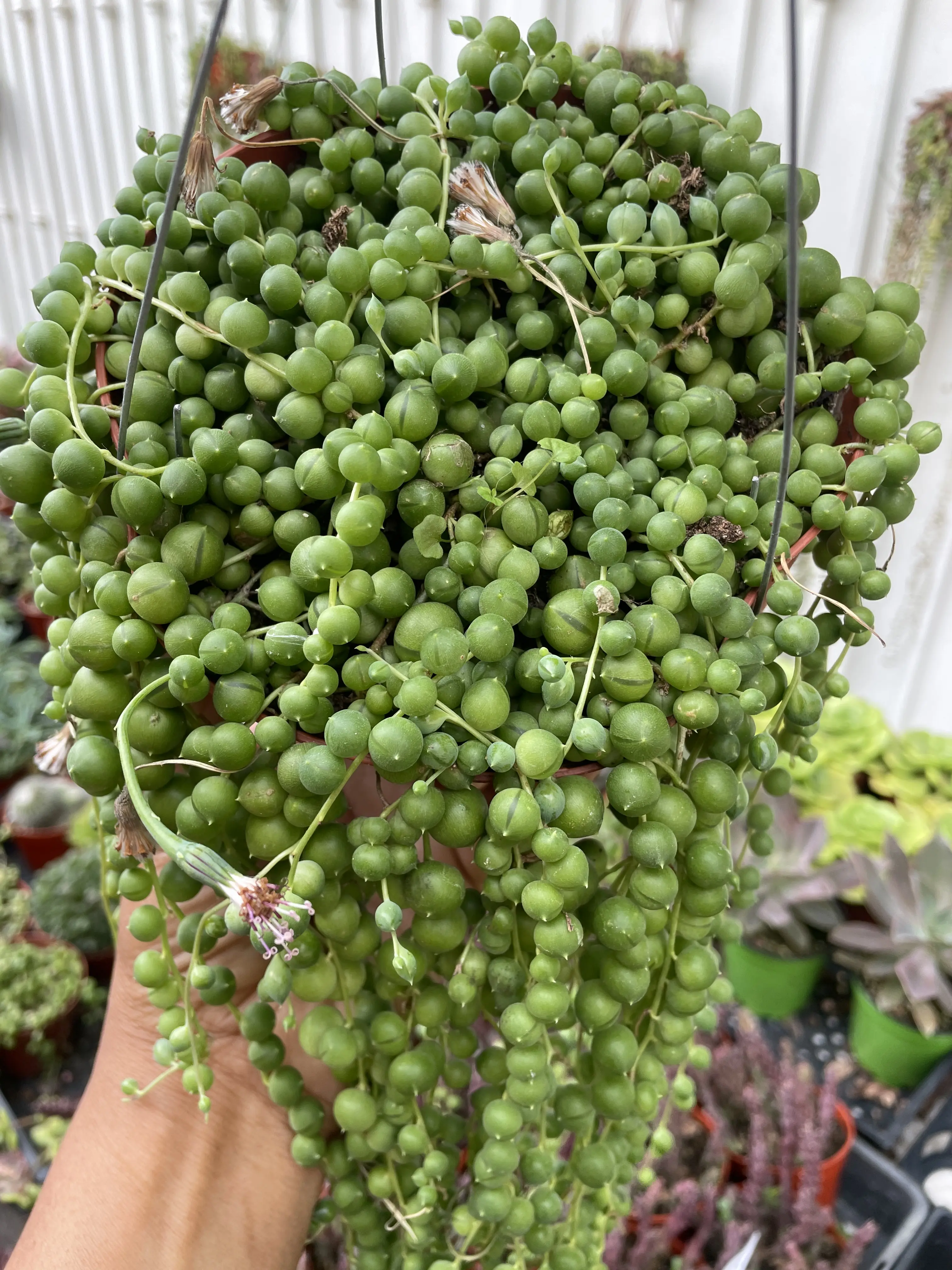 String of Pearls Succulent String of Pearls Succulent