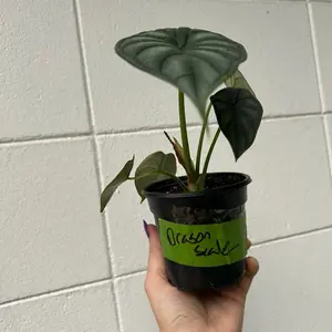 Dragon Scale Plant - Identified as Dragon Scale with a Green Label and Black Pot