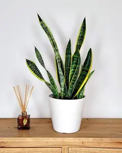 Sansevieria Laurentii | Snake plant | Live Tropical Indoor and Outdoor Houseplant | Home and Office Decor | Easy Care in 4", 6" and 10" Pot