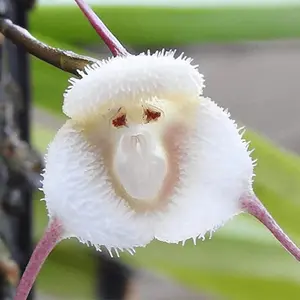 100+ Colorful Monkey Face Orchid Seed, Dracula Simia - Heirloom Garden Seeds for All-season Blooms, Excellent Addition to Any Garden
