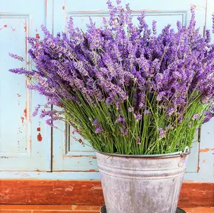 TomorrowSeeds - Vera Lavender Seeds -  Sweet English Perennial Flower Purple Aromatherapy Relaxing Herb Garden Non GMO Seed For 2024