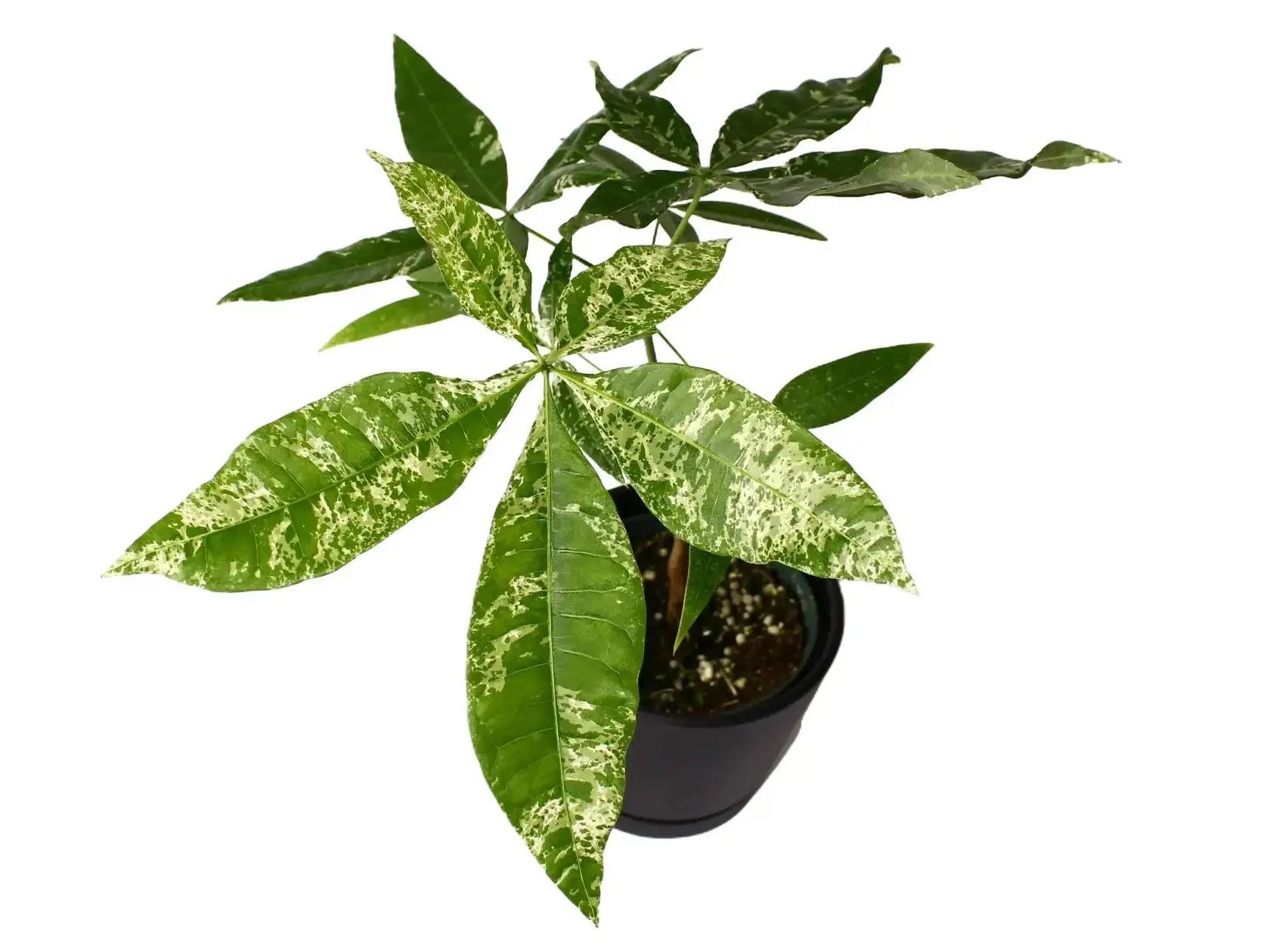 Variegated Money Tree Potted Live Plant 4in - Pachira glabra Variegata - Shimmering Milky Way Foliage - Rare Albo Variegation - Exotic Good Luck Tree - Non Toxic, Pet Safe - High Contrast Houseplant - Statement Indoor Decor - Pachira Aquatica