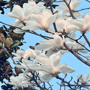 30+ Select Magnolia Tree Seeds - High-quality Horticultural Planting Options for Your Green World - Non-gmo Heirloom Garden Seeds