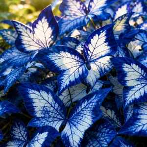 800pcs Butterfly Leaf Hosta Seeds – Unique Shade-Loving Perennials for Borders, Planters, Patios & Landscaping