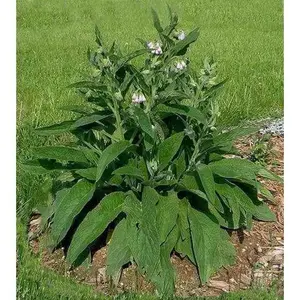 Comfrey Seed - Non-GMO Herb, Versatile for Gardening and Culinary Use