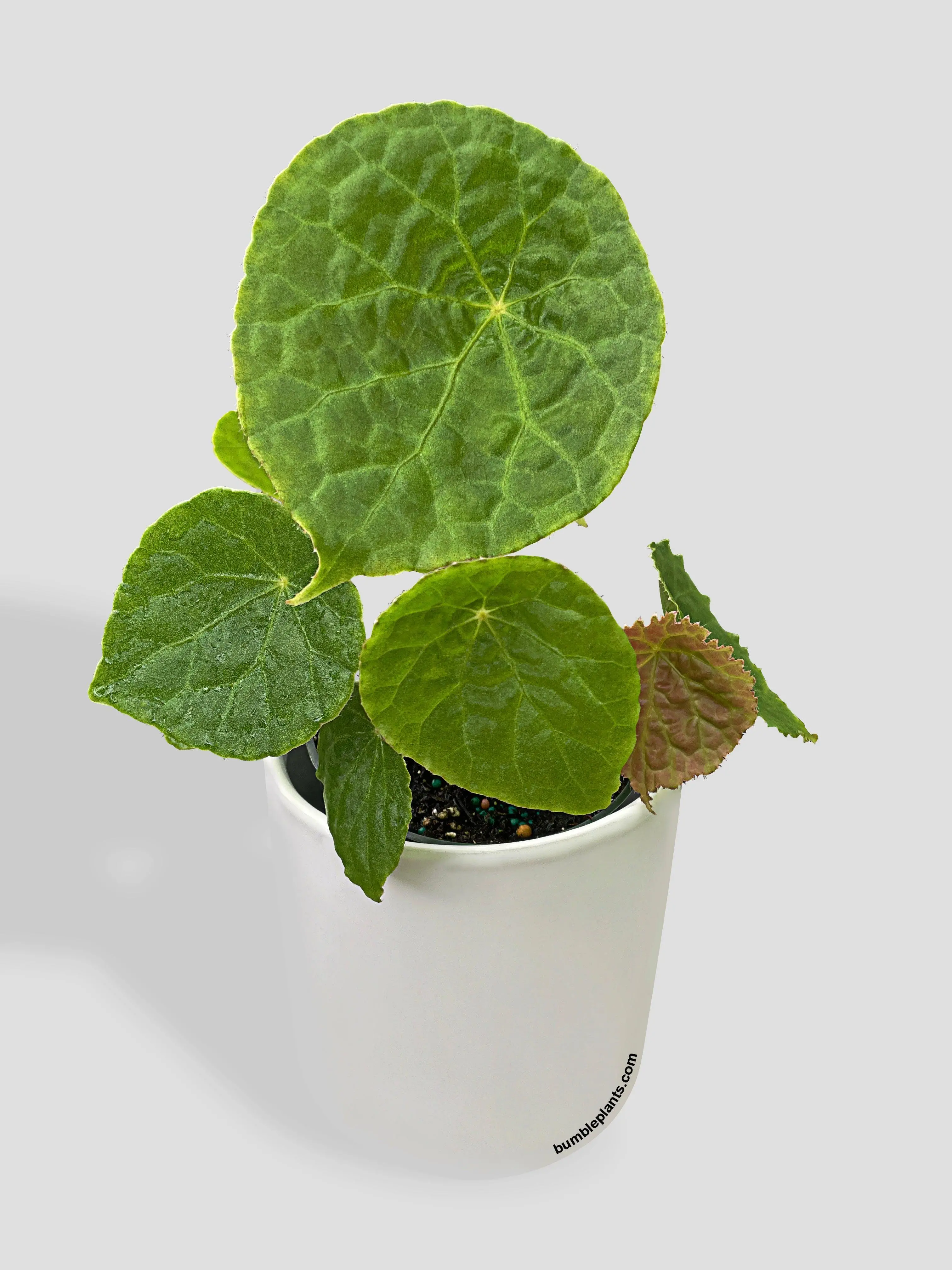 Begonia Natunaensis