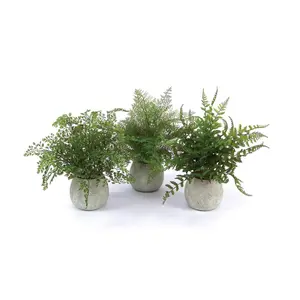 Potted Fern Plant in Grey Pot (Set of 3)