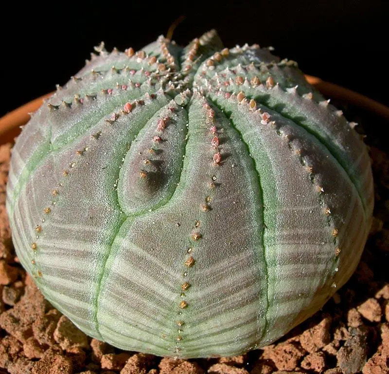 Euphorbia Obesa Succulent Plant - Unique Round Shape, Minimalist Desert Style, Ideal for Indoor Home Decoration, Perfect Gift for Succulent Enthusiasts