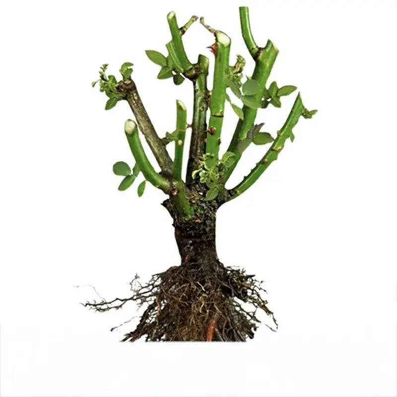 Dormant Bare Root Live Rose Bush Seedlings - Fragrant Heirloom Roses, Effortless Elegance, Full Sun Perennial Garden Favorite, Ready to Plant Garden Supplies