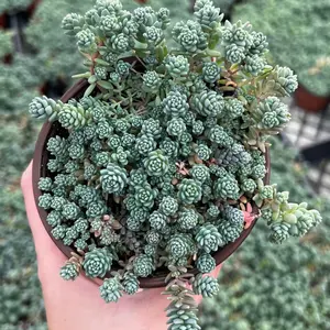 Sedum Dasyphyllum Major, Sedum Major, Rare Succulent, Live Plant in 4'', 6" pot