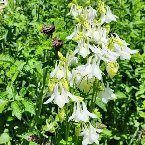 Steep Hill Garden White Alba Columbine - Native Perennial, Pollinator-Friendly, Zones 3-9