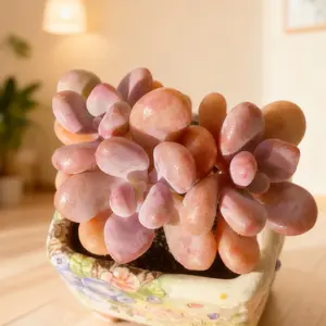 Graptopetalum amethystinum (Rose)Walther 4–5 Head Live Succulent – Full & Lush Cluster | Easy Care Real  for Home or Gift Adjustable Light Plant