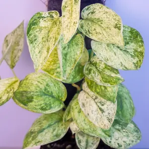 Scindapsus Jade Satin Marble 4” | Variegated Satin Pothos | Pole Grown