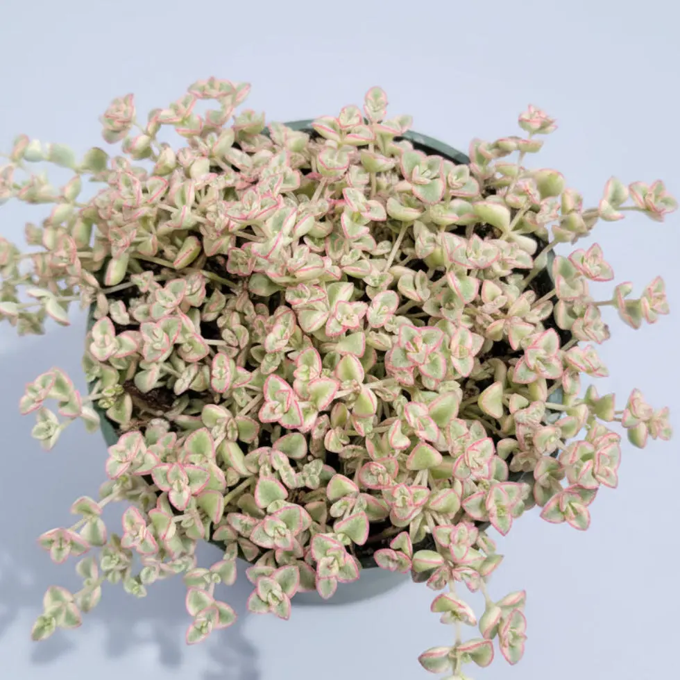 Sedum 'Little Missy' Sedum 'Little Missy'