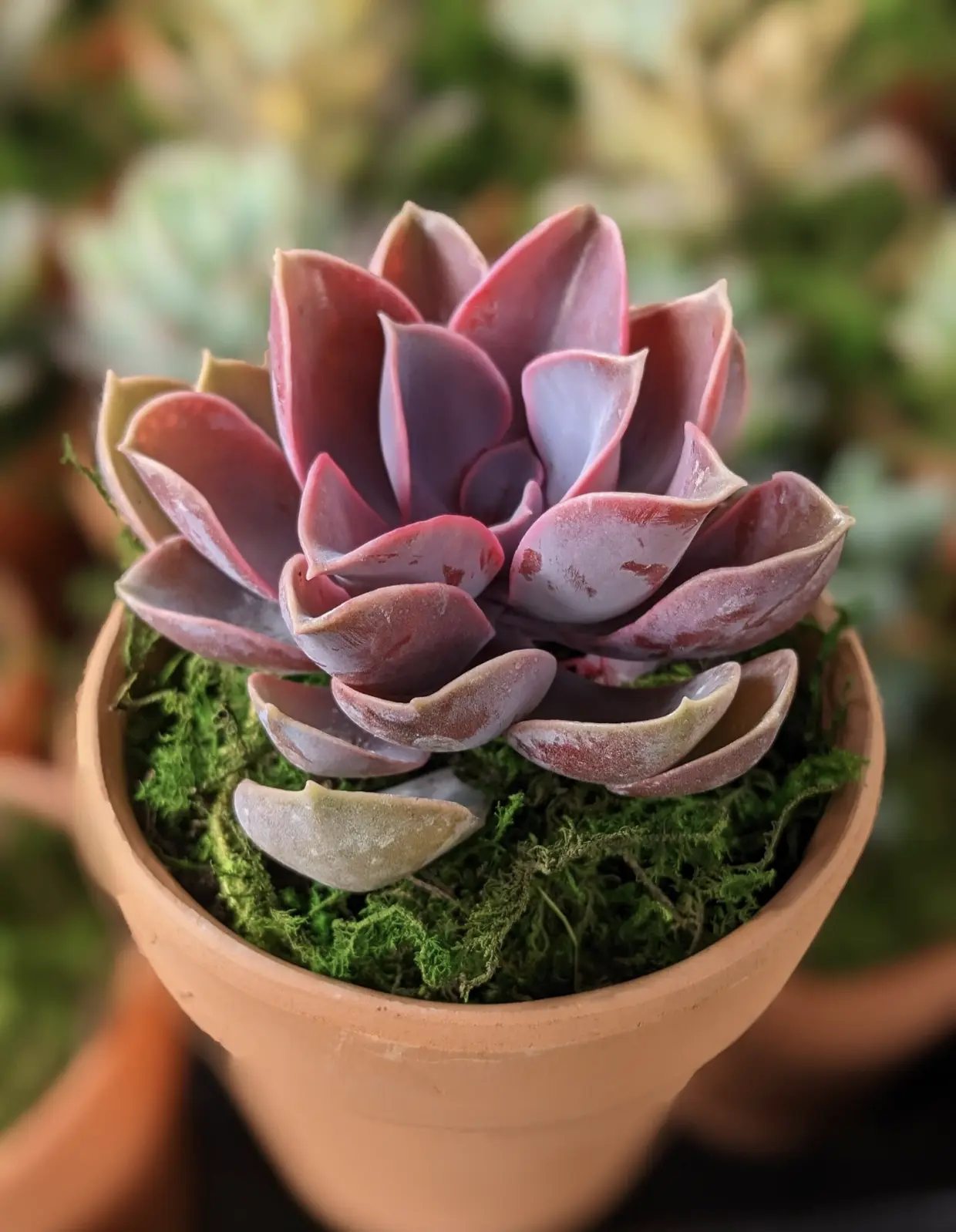 Echeveria 'Perle V. Nuremberg' Succulent: Pink PVN Gift