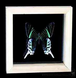 Double Glass Framed Urania leilus Moth
