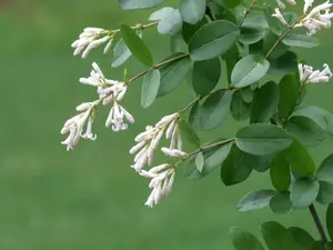 Border Privet Bush Tree Ligustrum Japonicum Seeds 20 Seeds Easy to Grow Perennial Container Balcony