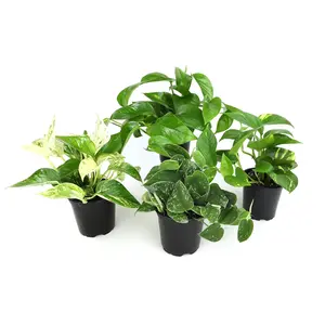 Popular Pothos Plants 4-pack: Easy Hanging Vines & Variegated Plants - (4.25” Pots) - Golden Pothos - Marble Queen Pothos - Neon Pothos - Satin Pothos