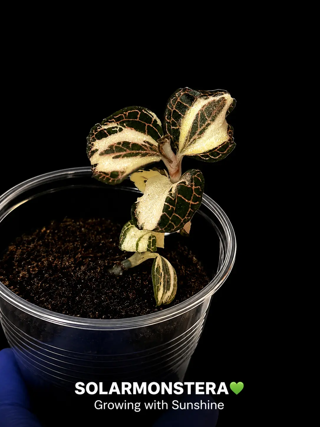 Anoectochilus Var Jewel Orchid highly rooted cutting in plug