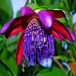 5 GIANT GRANADILLA SEEDS (Passiflora quadrangularis) Passionfruit Flowers Plant