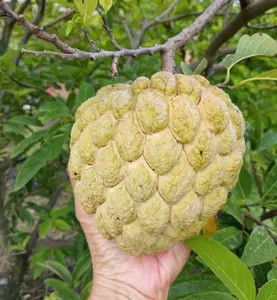 20 Seeds Sugar Apple Seeds for Planting, Sweetsop Seeds Annona Squamosa Seeds Tropical Fruit for Garden