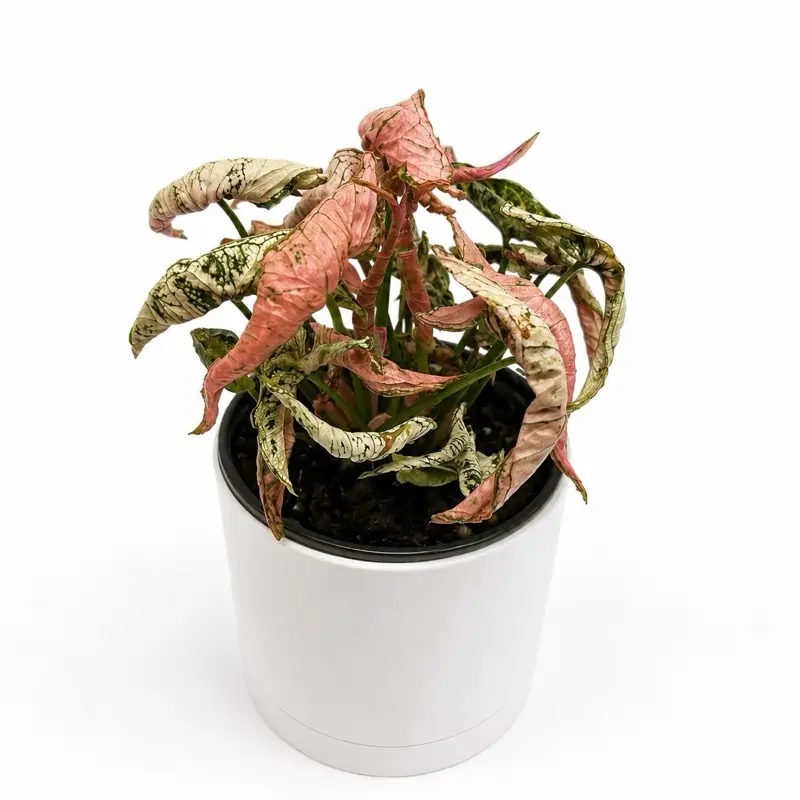Syngonium pink Godzilla Pot 4 “- Unique Leaves, Low-Maintenance, Air-Purifying