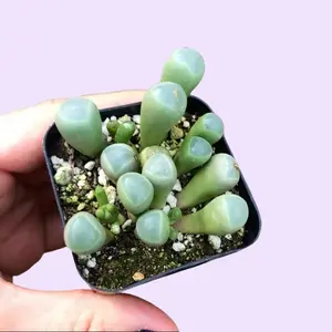 Fenestraria Rhopalophylla Baby Toes – Unique Succulent Plant – Live Window Leaf in Pot