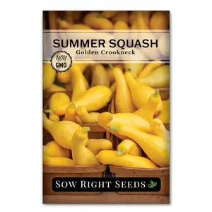 Golden Crookneck Summer Squash