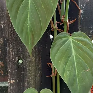 Philodendron Mican CUTTING