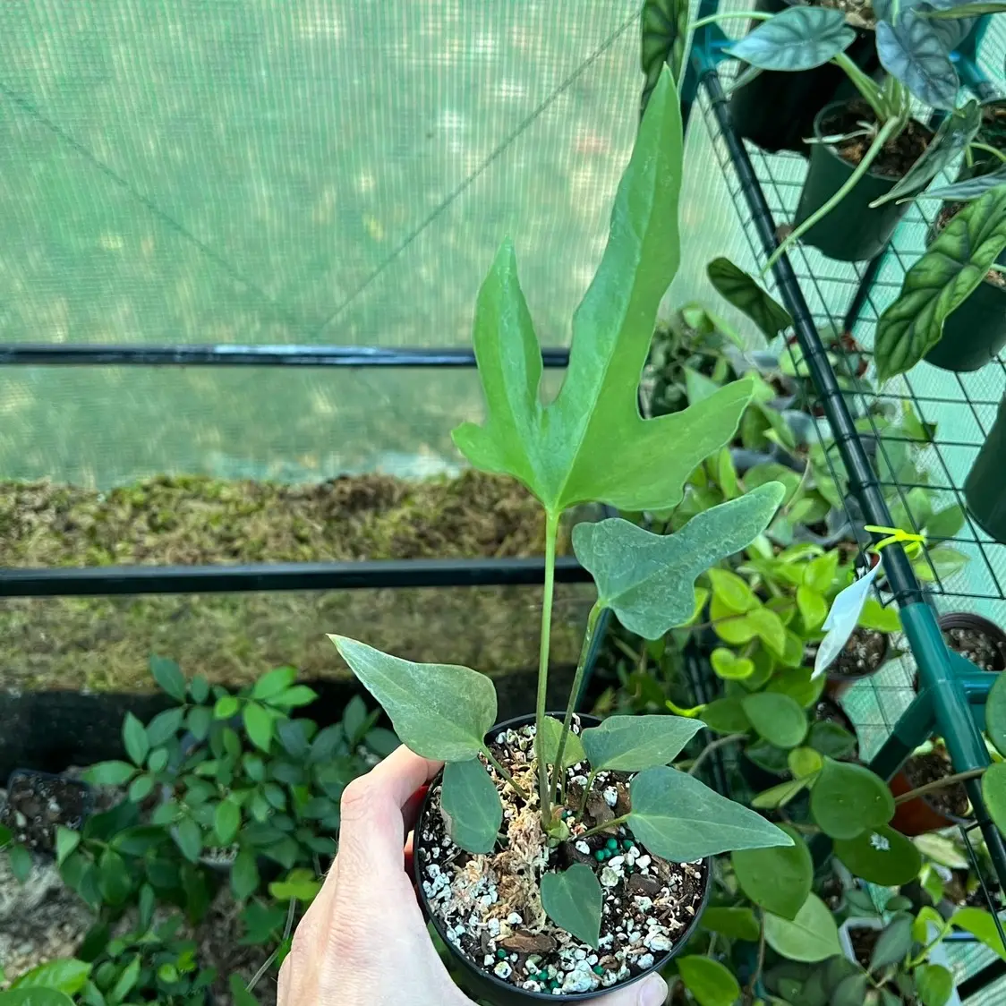 Anthurium Podophyllum - Rare Houseplants - TikTok Shop