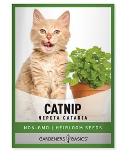 Catnip Seeds