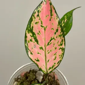 Aglaonema Aglaonema