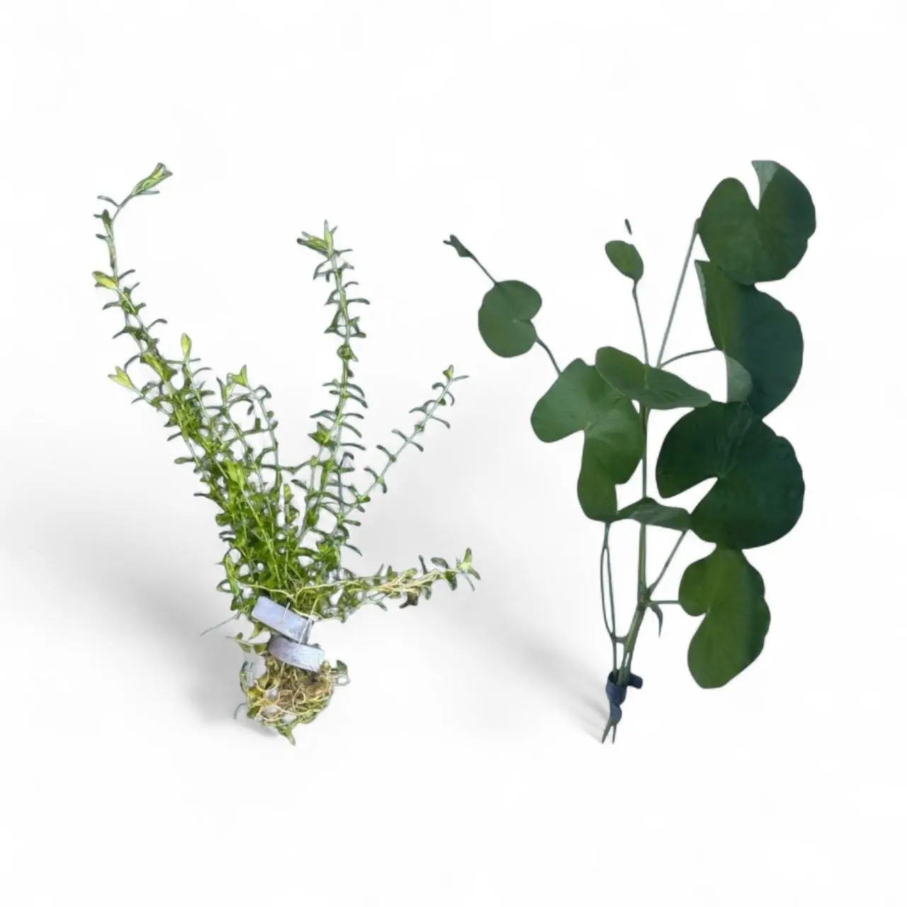 Live Aquarium Plants – Pennywort & Pearl Weed Combo for Aquascaping