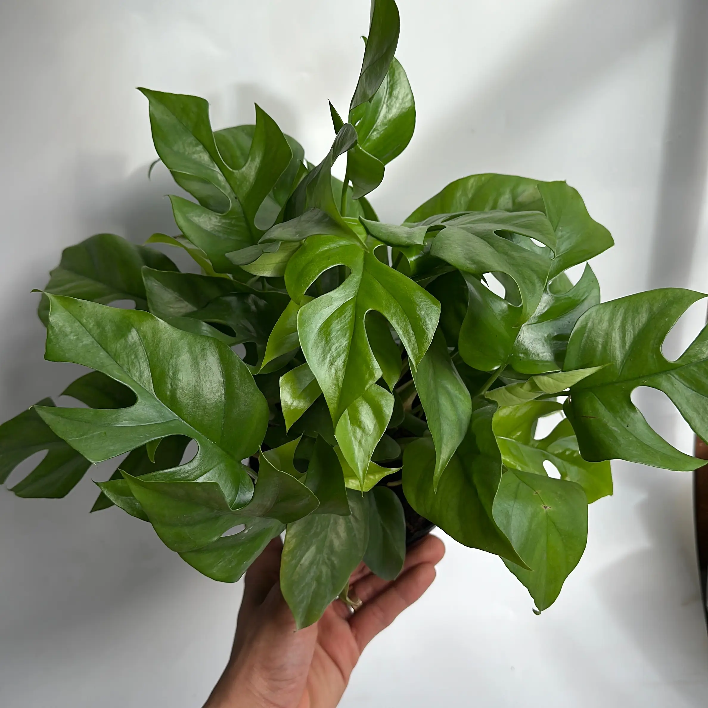 Mini Monstera RHAPHIDORA TETRASPERMA 6" Pot Houseplant with Unique Leaves for Indoor Home Decor Easy Care Low Maintenance Beginner Friendly